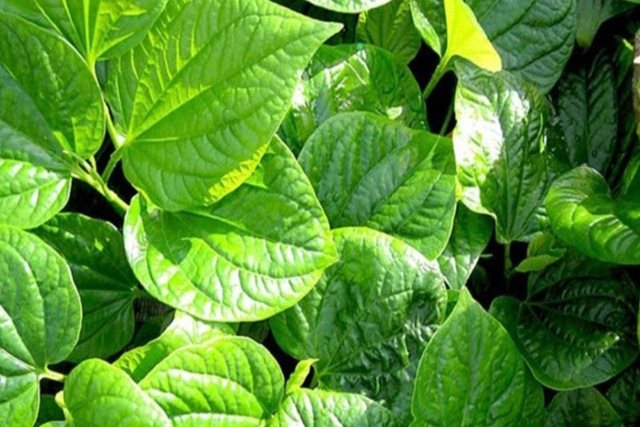 Sử dụng lá lốt ngâm chân như thế nào là tốt nhất?